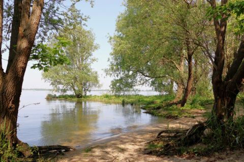 Bomen langs een rustig meer met zand en grasrijke oever.