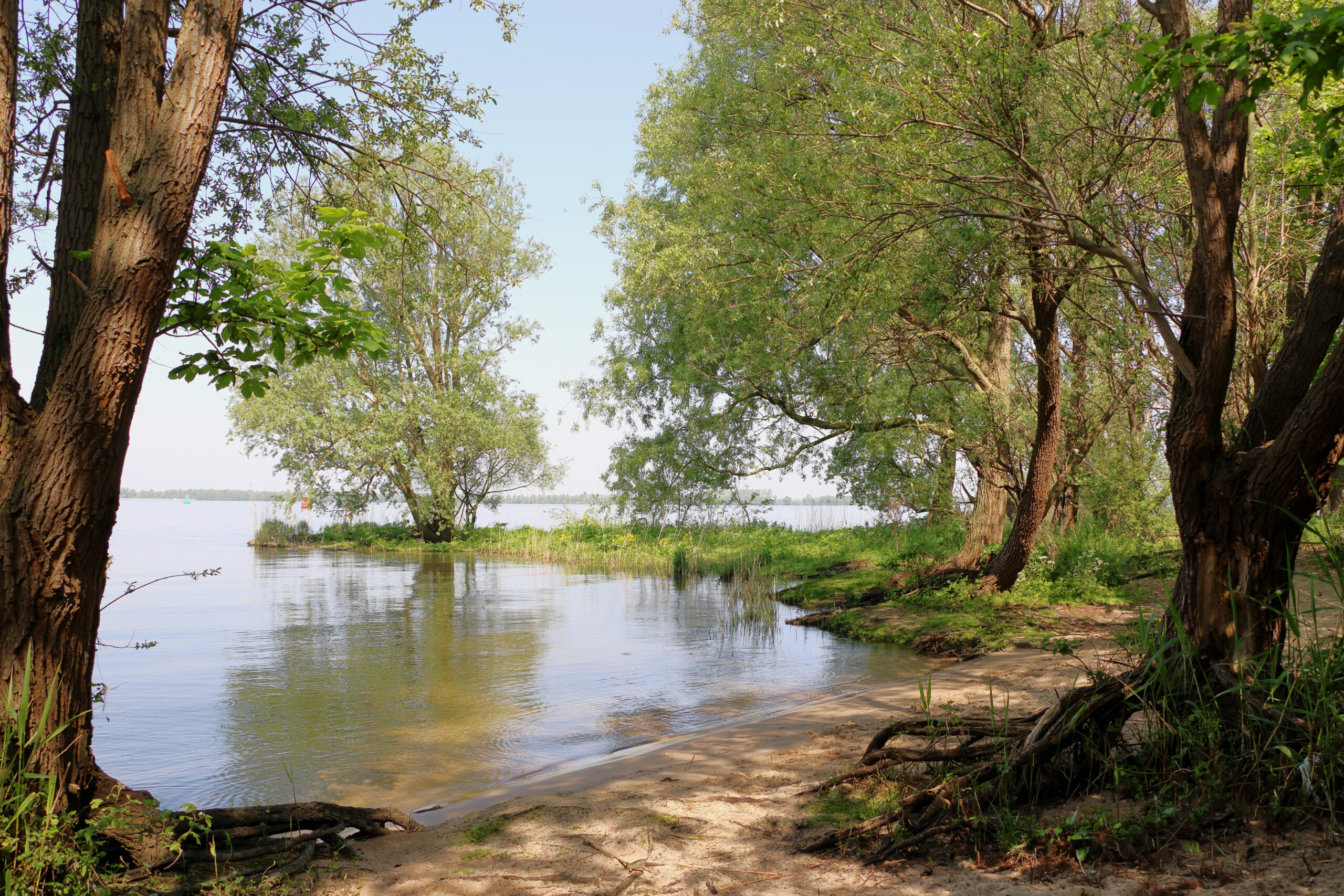Bomen langs een rustig meer met zand en grasrijke oever.