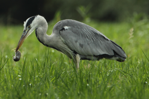 Reiger met muis in snavel, staand in gras.