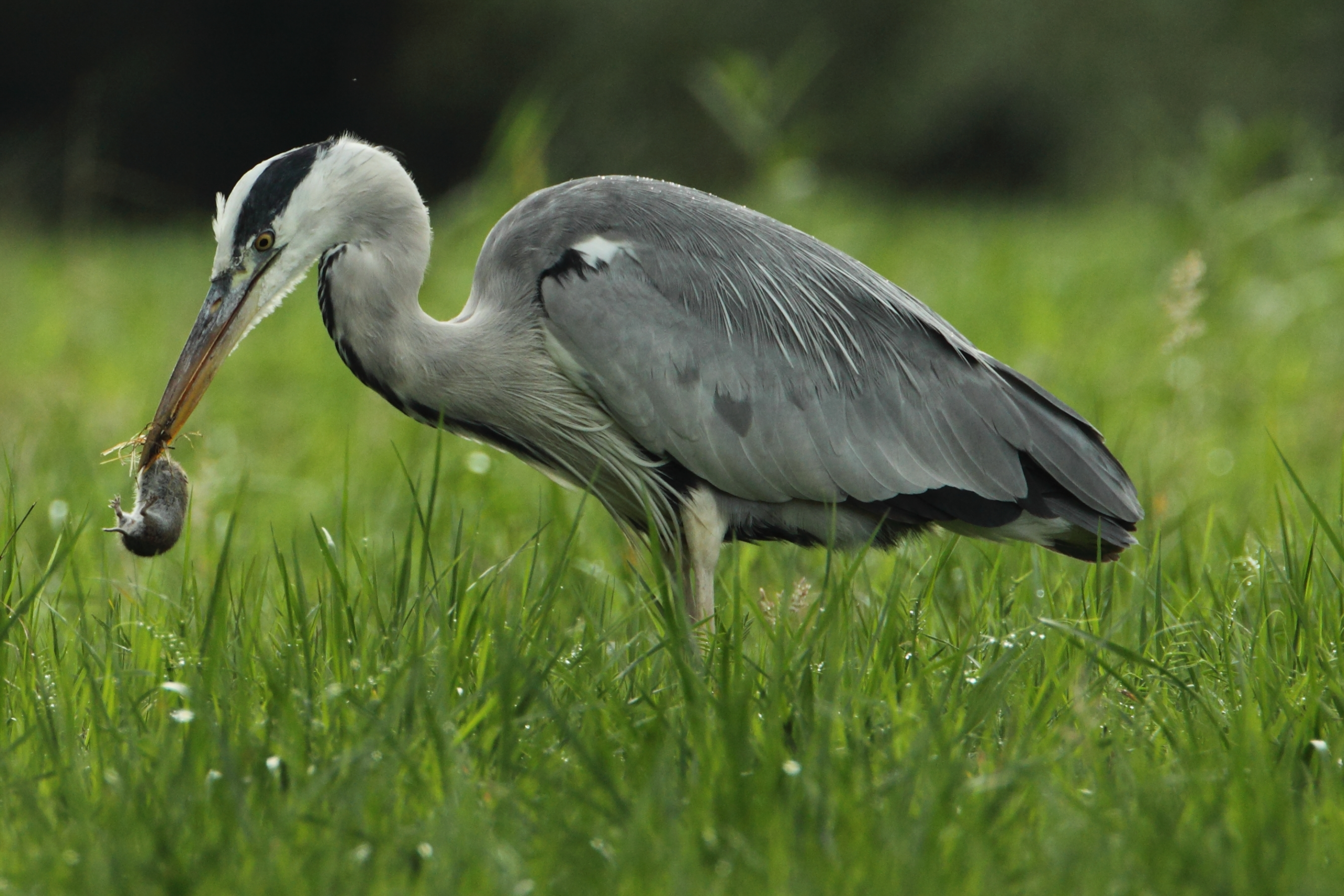 Reiger met muis in snavel, staand in gras.