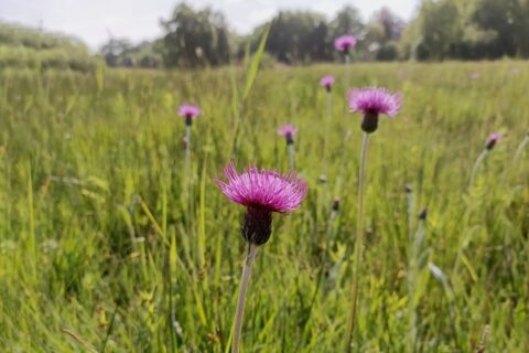 Roze distels bloeien in een groen veld onder een bewolkte hemel.