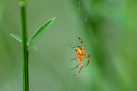 Oranje spin op web tegen een groene, wazige achtergrond.