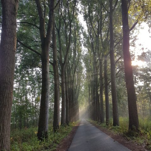 De Elzen
