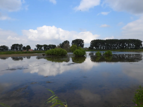 De Nieuwe Dordtse Biesbosch