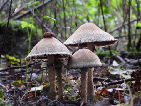 Paddestoelen
