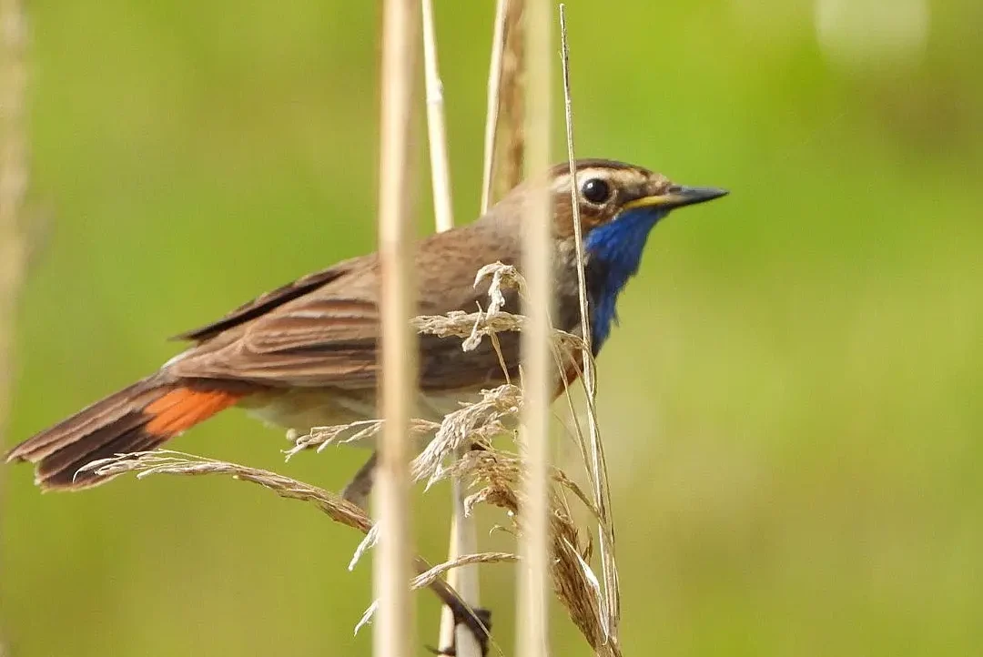 Vogel met blauwe borst tussen hoog gras tegen groene achtergrond.