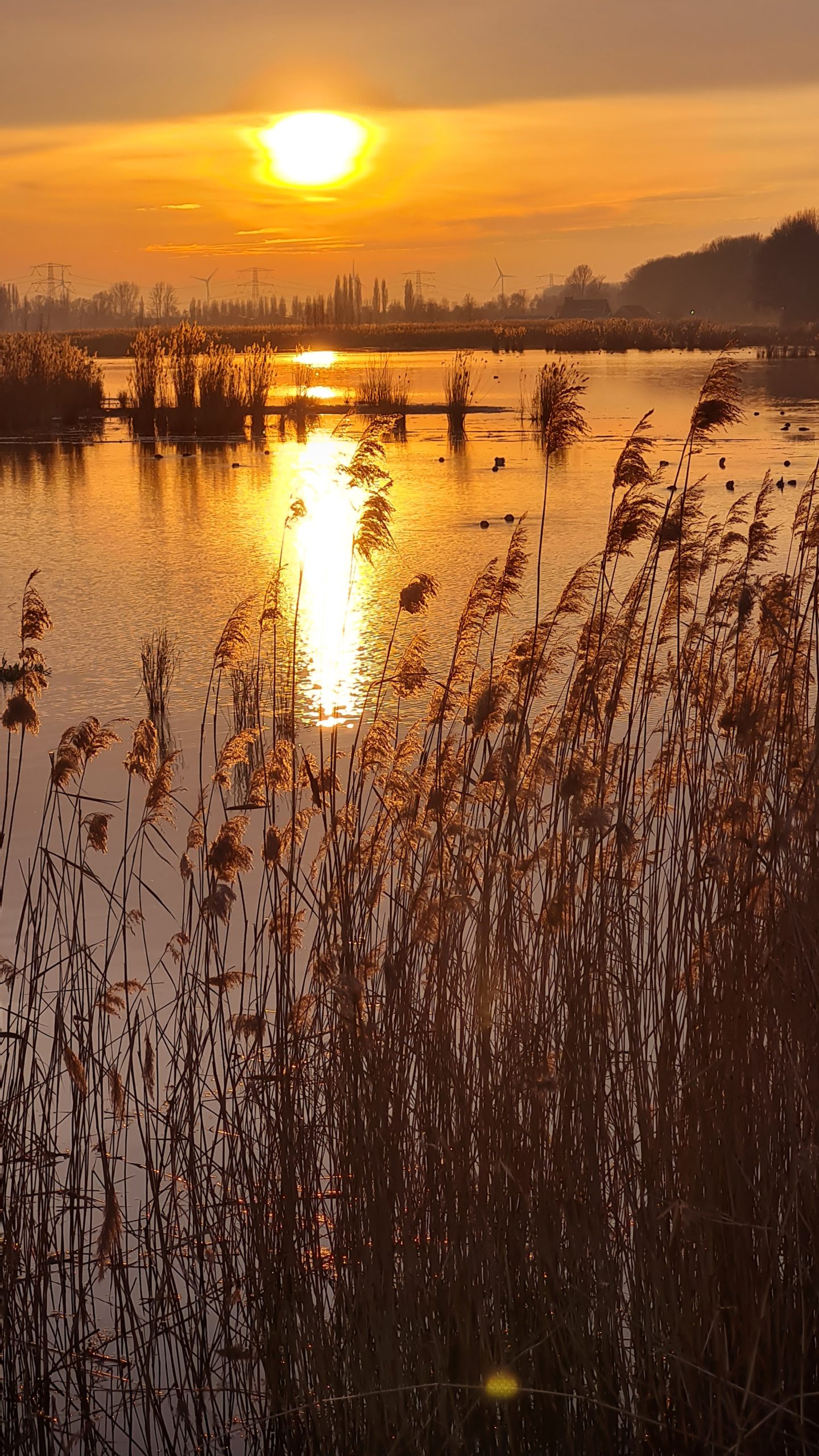 nw dordtse biesbosch