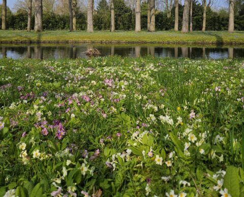Bloemenveld voor kale bomen bij een vijver onder een heldere blauwe lucht.