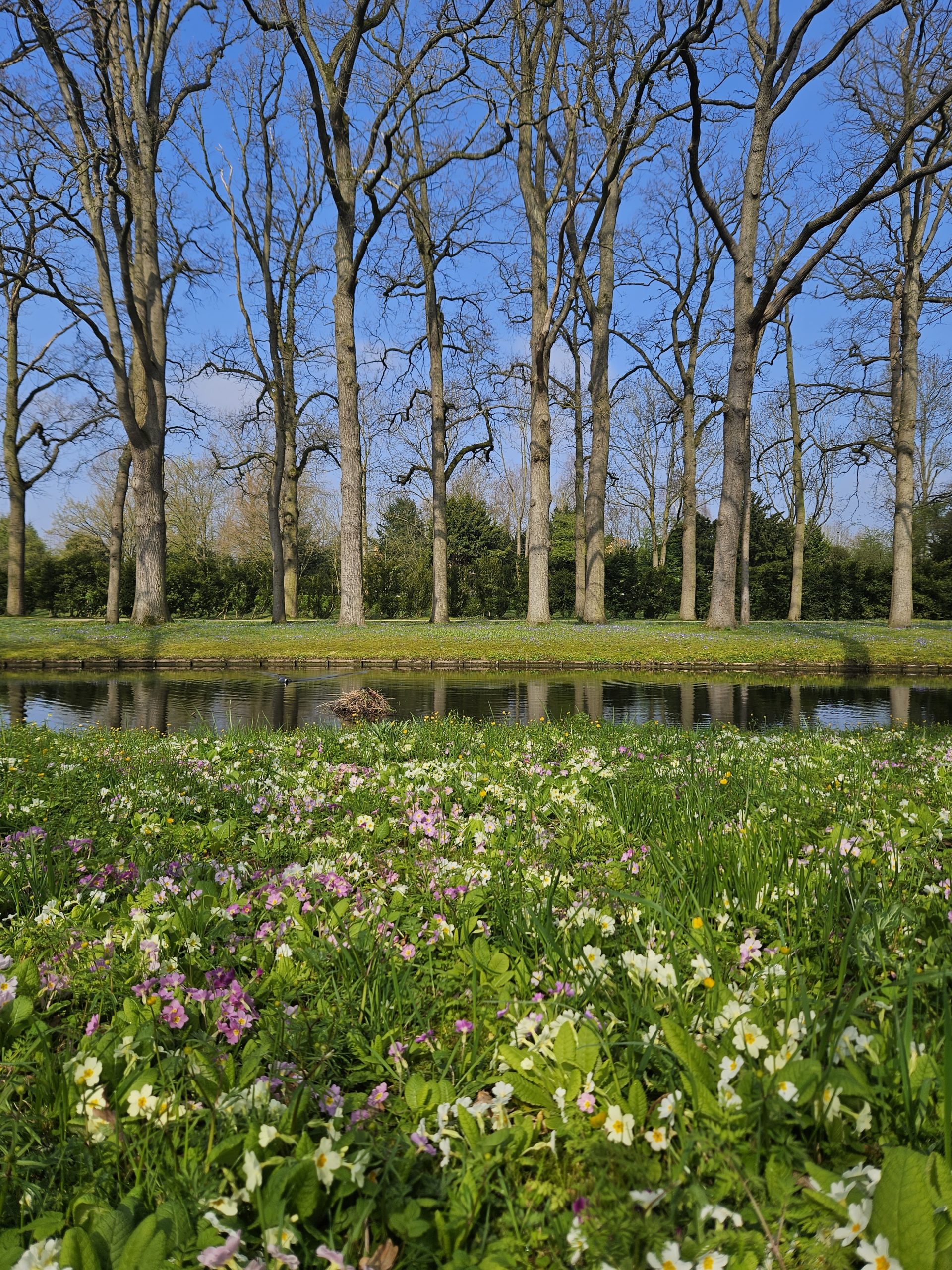 Bloemenveld voor kale bomen bij een vijver onder een heldere blauwe lucht.