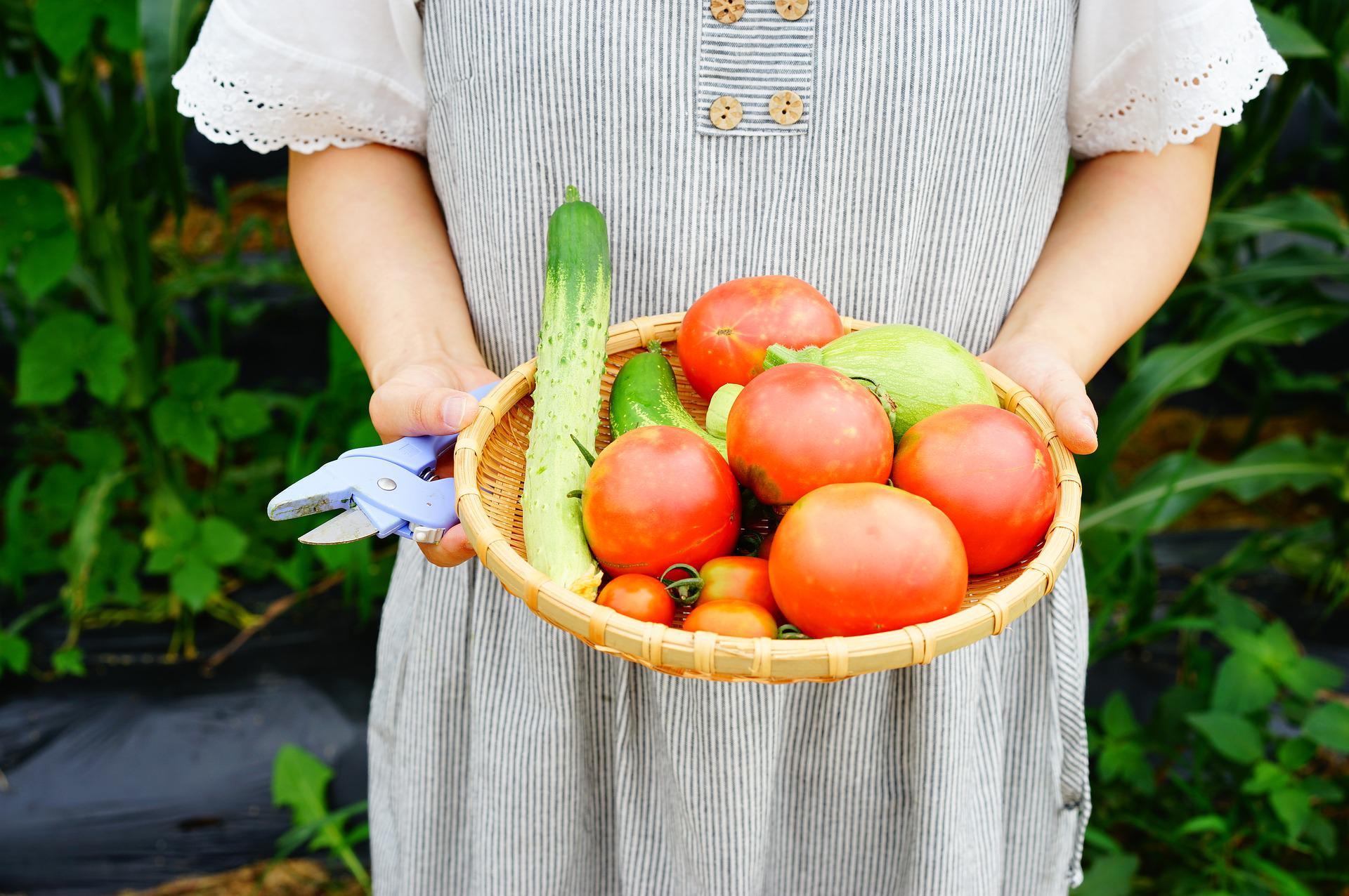 Moestuin