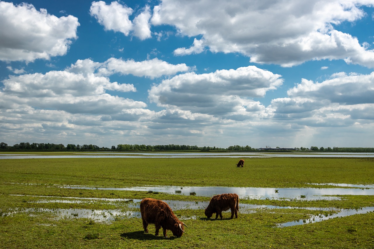 Schotse Hooglanders grazen op een uitgestrekte groene weide onder een bewolkte blauwe lucht.