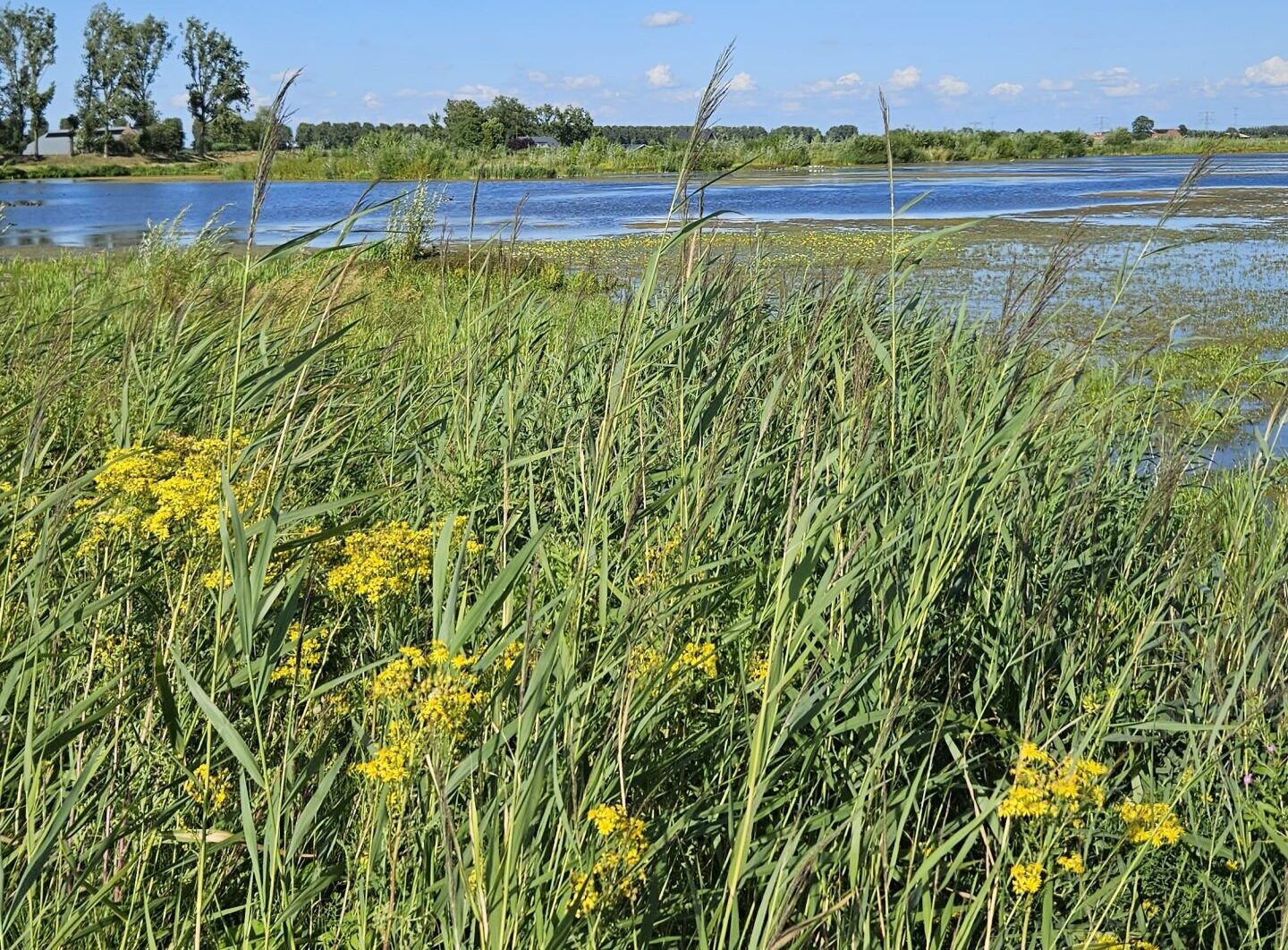 Riet en gele bloemen langs een rivier onder een heldere blauwe hemel met enkele wolken.