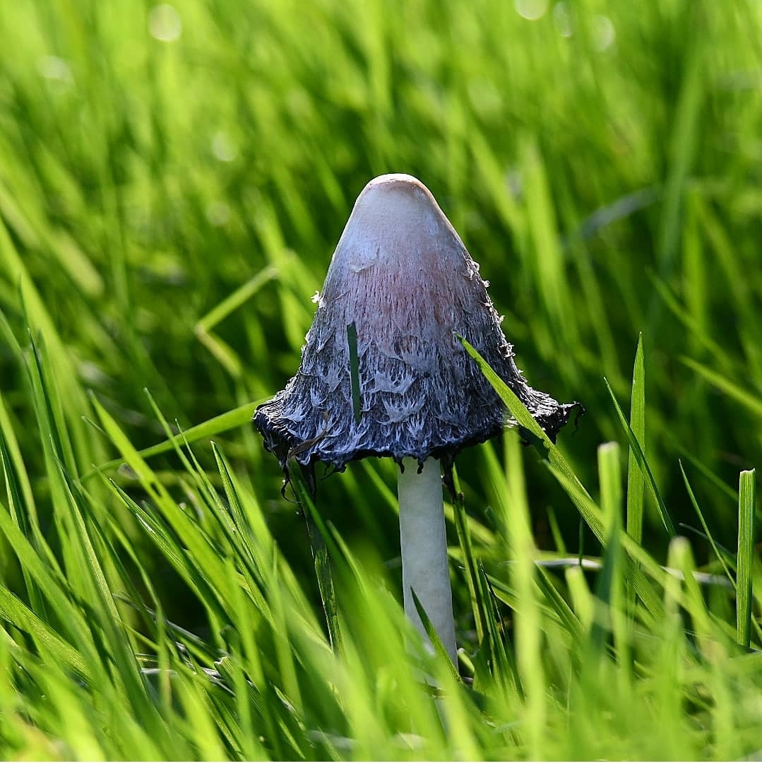 Paddenstoel met puntige hoed in lang gras, belicht door zonlicht.