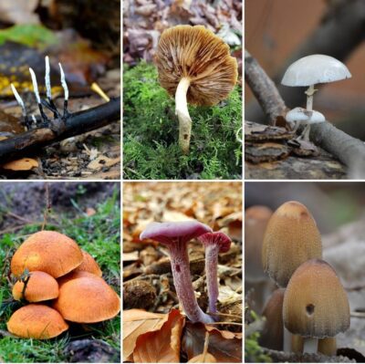 Zes foto's van verschillende paddenstoelen, elk met unieke vormen en kleuren, op bosgrond.