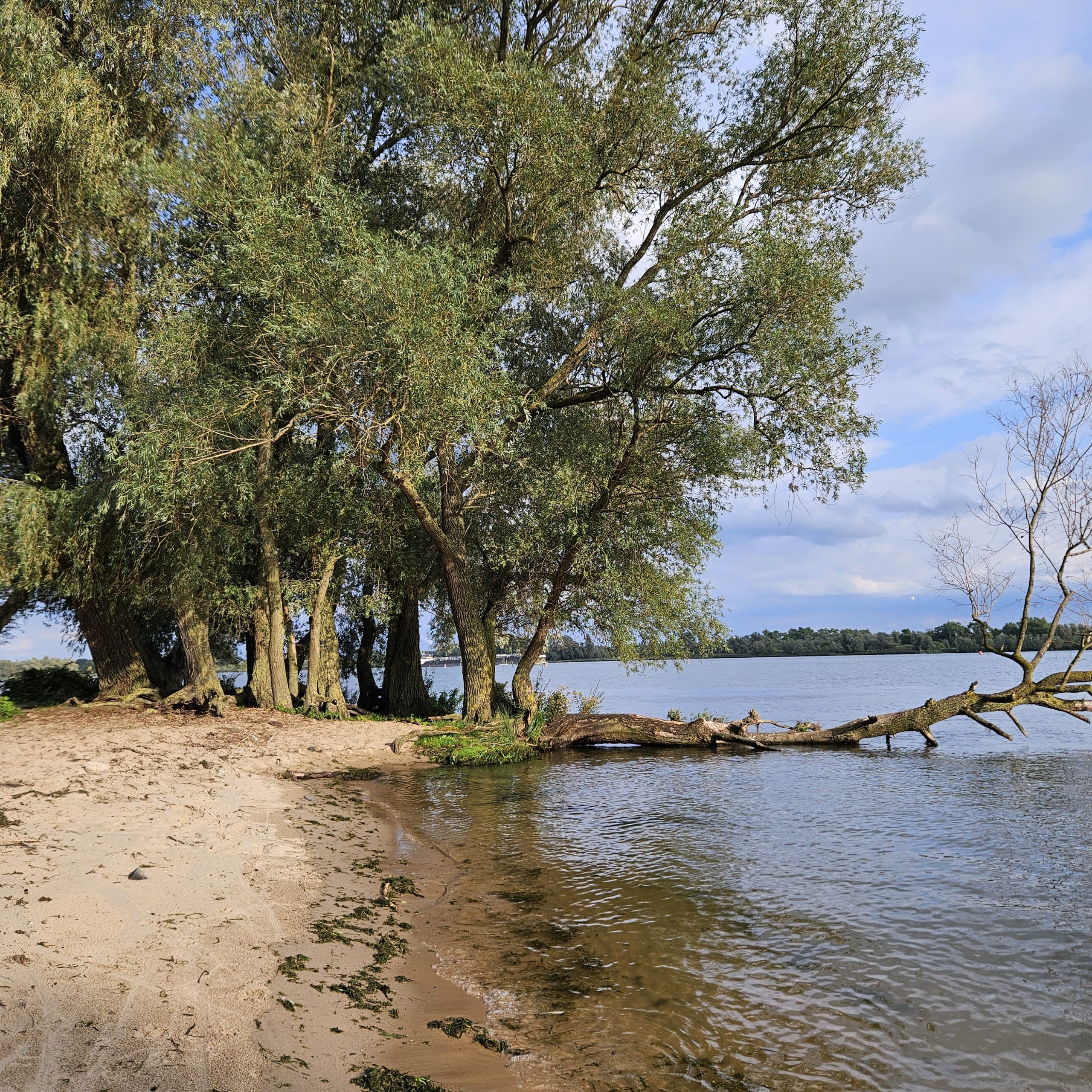 Strand met bomen aan de oever van een meer, onder een blauwe, bewolkte hemel.