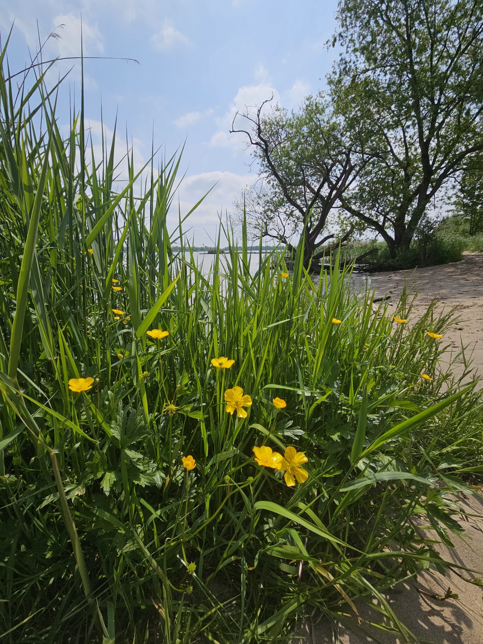 Gele bloemen tussen hoog gras langs een zandpad, met bomen en een heldere lucht op de achtergrond.