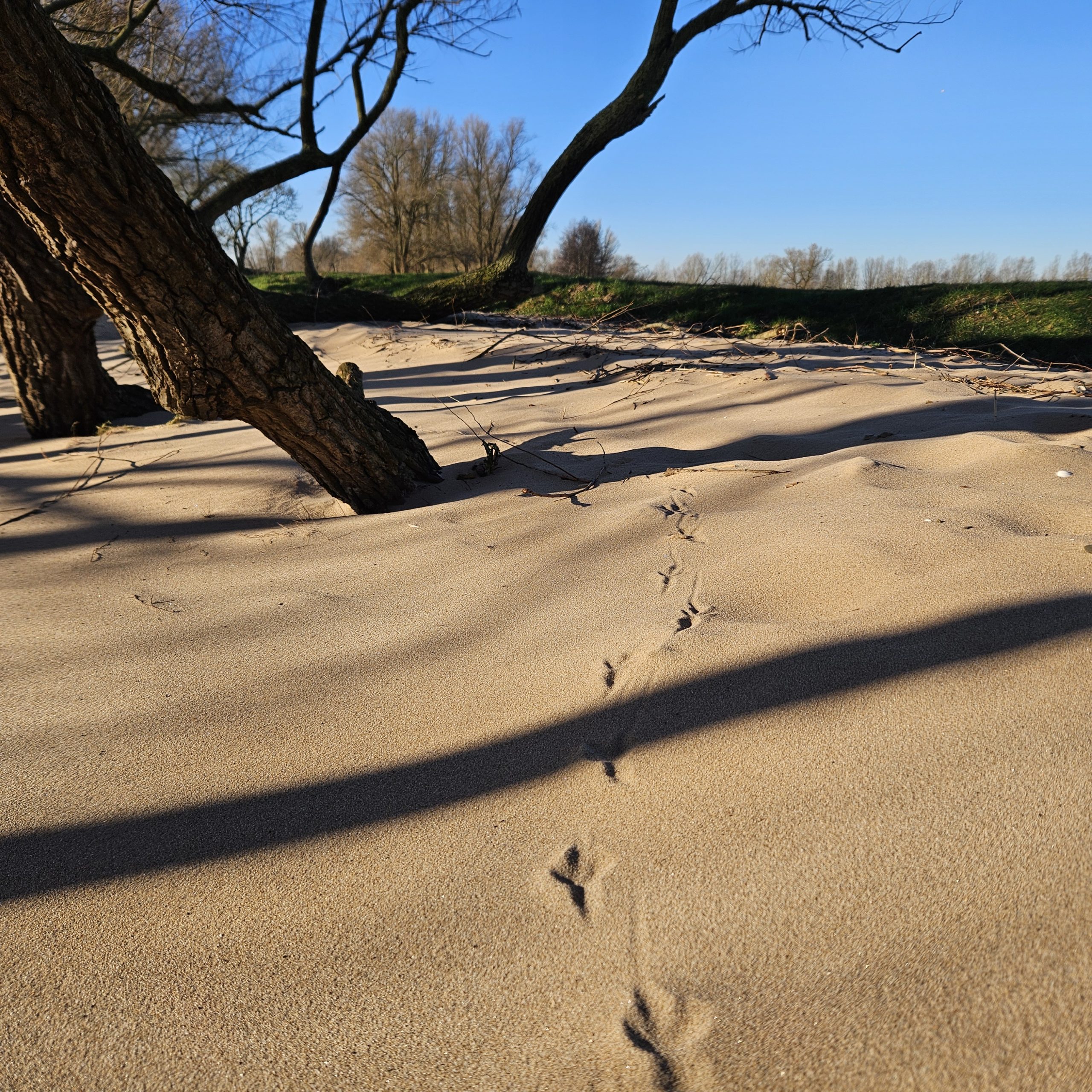 Zandduinen met vogelpootafdrukken, schaduwen van bomen en een blauwe lucht.