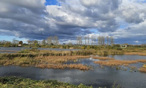 Landschap met wolkenlucht boven water en riet; kale bomen aan de horizon.