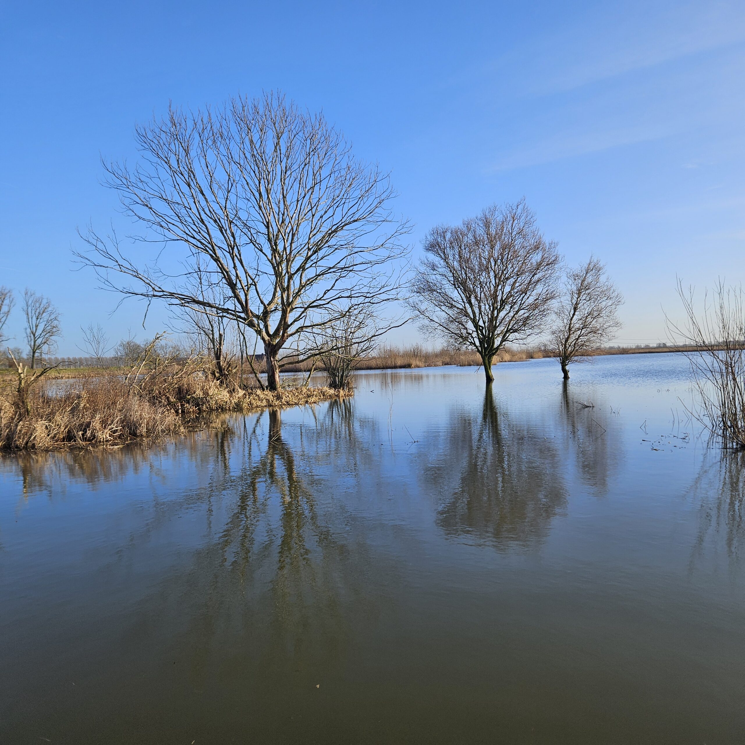 Bomen weerspiegelen in overstroomde rivier onder blauwe hemel.