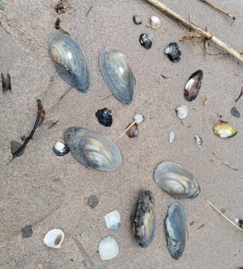 Schelpjes en veraarde stokken verspreid over zand op een strand.