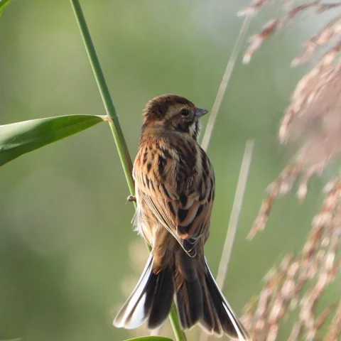 Bruin gestreepte vogel zit op een groene stengel tegen een wazige natuurachtergrond.