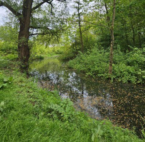 Een groen boslandschap met een rivier en hoge bomen.