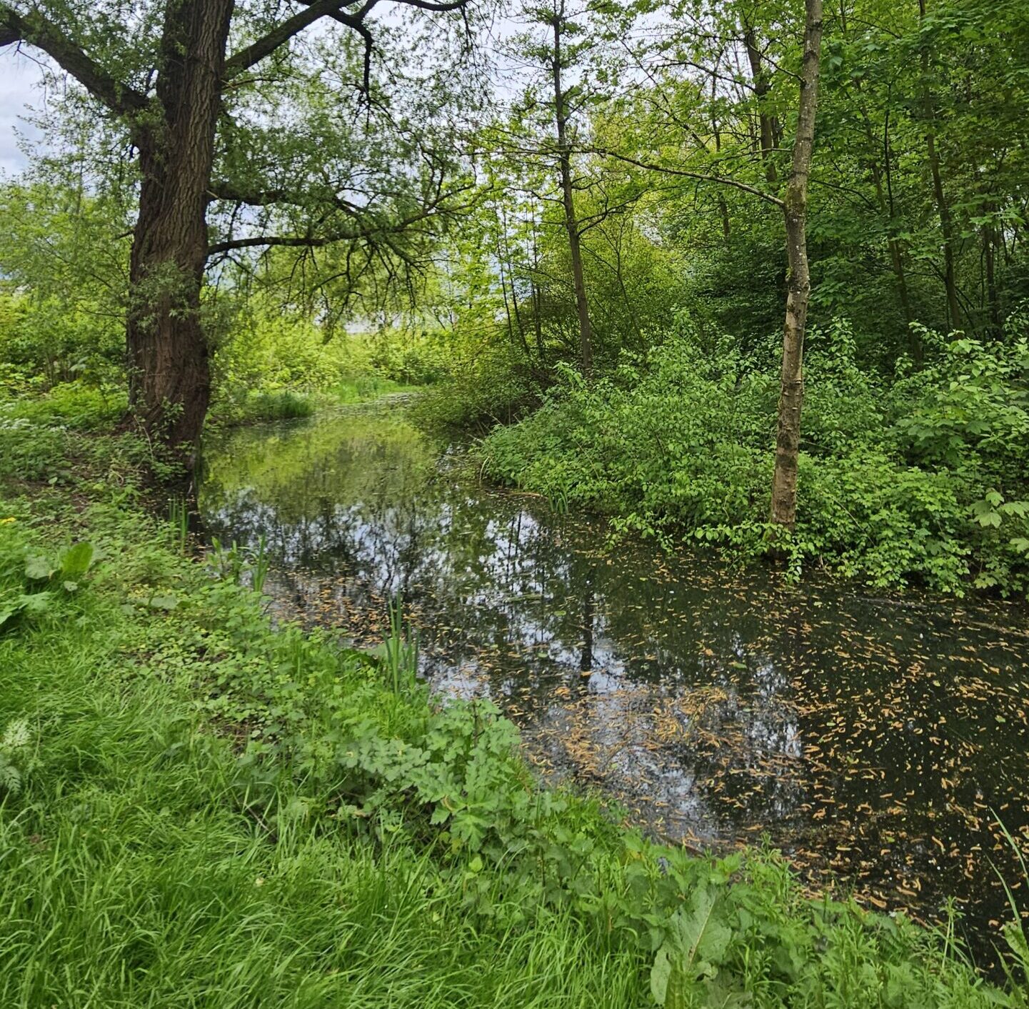 Een groen boslandschap met een rivier en hoge bomen.
