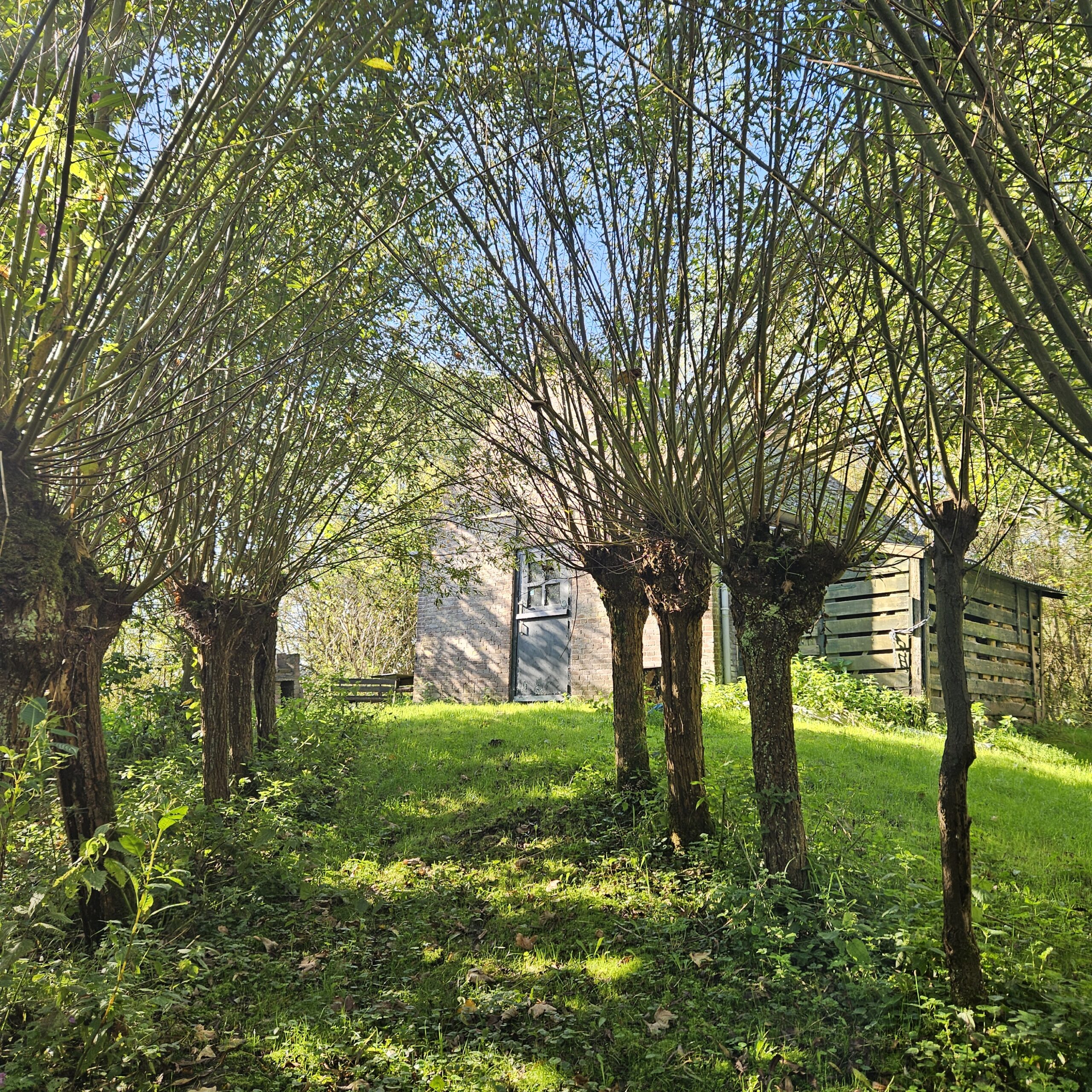 Rij knotwilgen leidt naar een bakstenen huis met blauwe deur, omgeven door zonnig groen gras.
