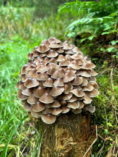Cluster van paddenstoelen op een boomstronk, omgeven door groen mos en planten.