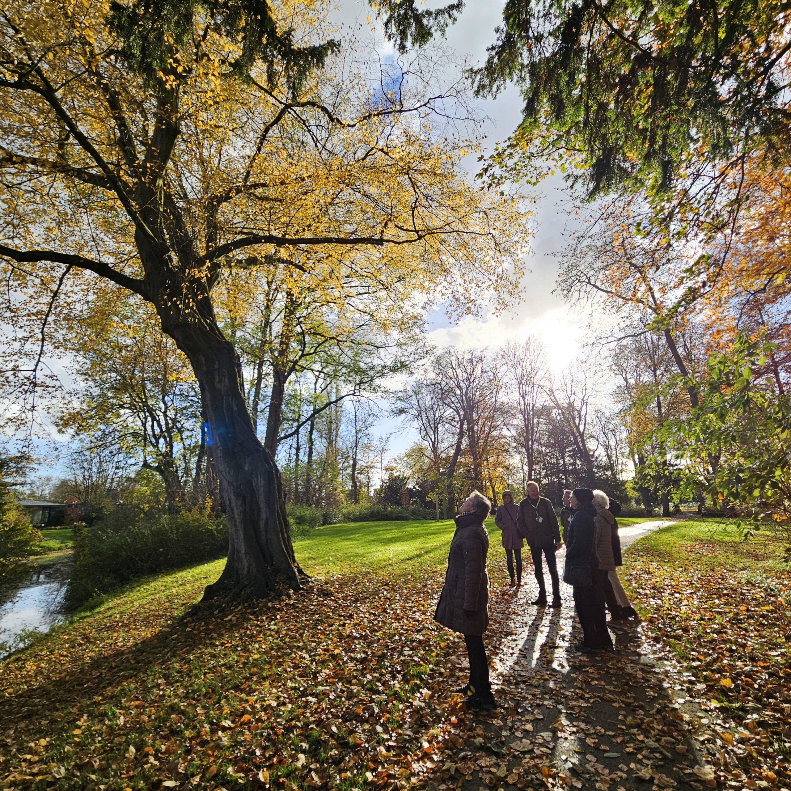 Groep mensen onder grote herfstboom, zonlicht door bladeren, park met gras en paden.