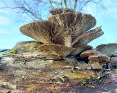 Paddenstoelen groeien op een boomstam tegen een blauwe lucht.