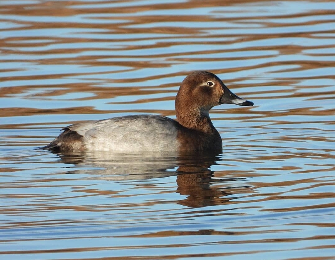 Eend drijft rustig op kalm water, met reflecties van blauwe en bruine tinten op het oppervlak.
