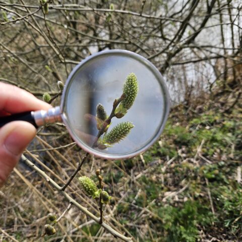 Vergrootglas onthult met katjes bedekte takken in een natuurlijk landschap.