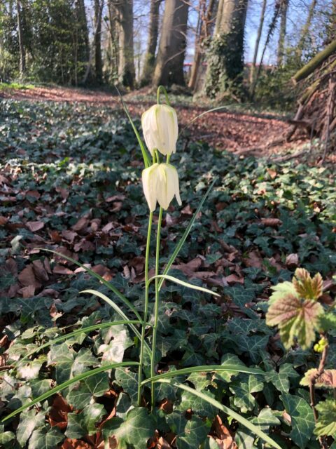 Twee witte klokvormige bloemen in een bos met mosbodem en hoge bomen op de achtergrond.