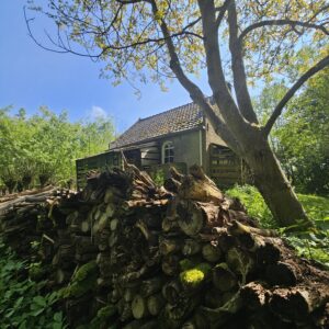 Oude schuur in bos met stapel houtblokken en grote boom; zonnig weer.