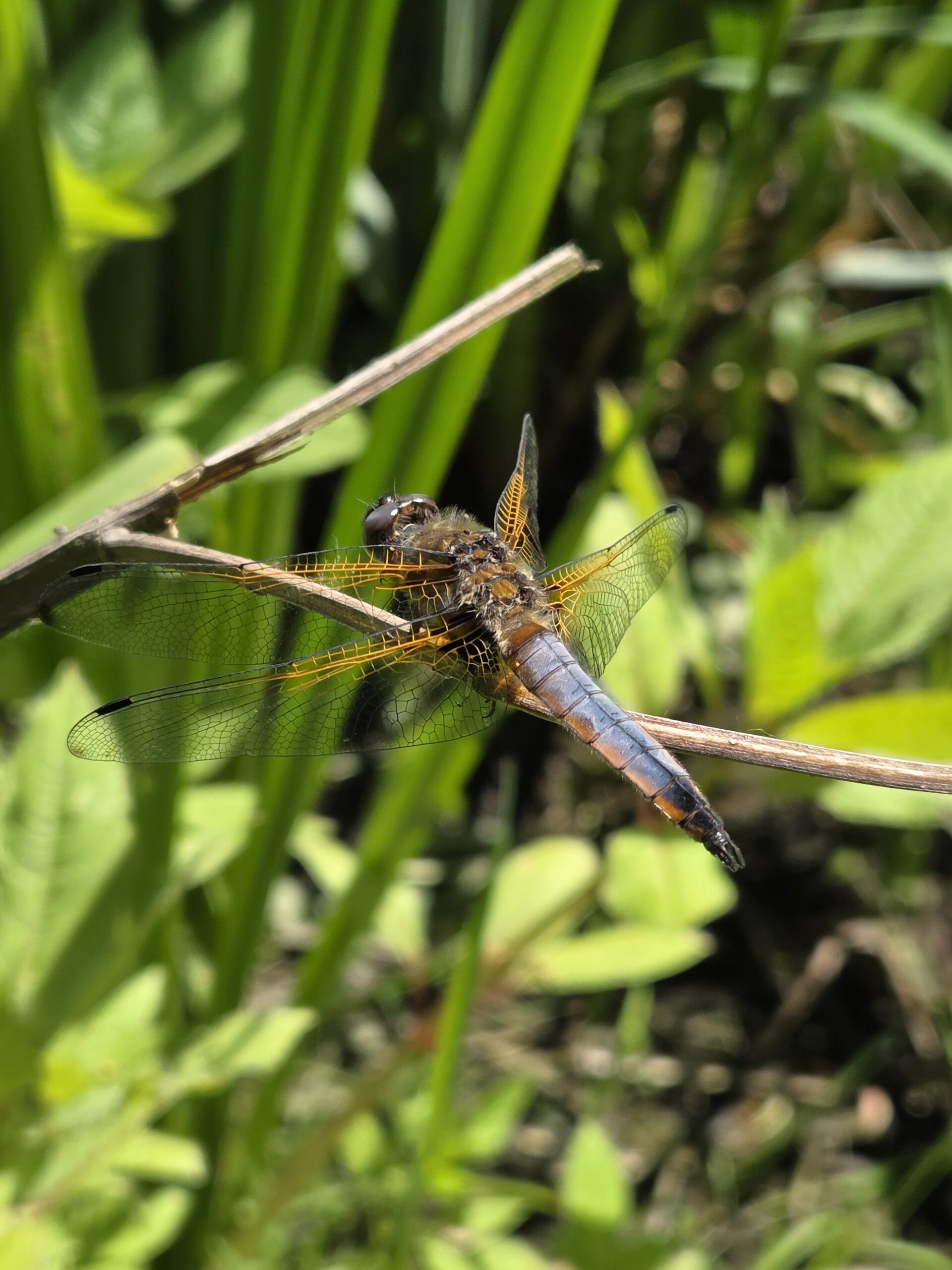 Libelle op een grasspriet met groene bladeren op de achtergrond, gedetailleerde vleugels.