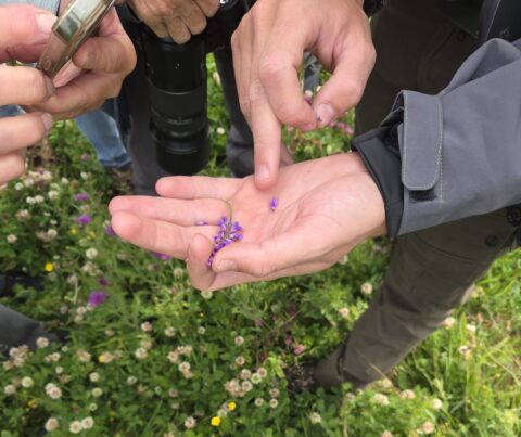 Hand houdt paarse bloemetjes vast; mensen eromheen fotograferen en bekijken.