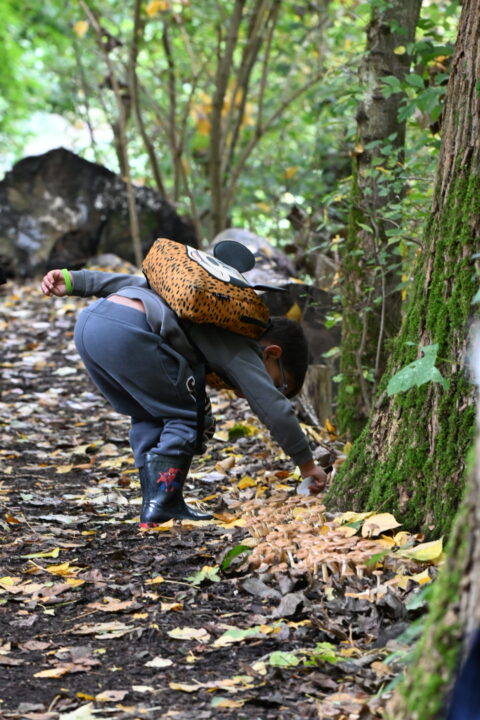 Kind bukt in bos om paddenstoelen te bekijken. Herfstbladeren bedekken de grond.