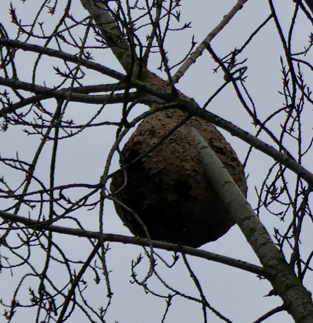 Bruin wespennest hangt tussen kale takken van een boom tegen een grijze hemel.