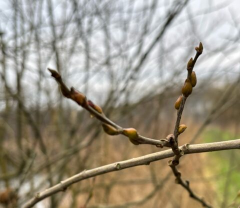 Twijg met knoppen in een wazige, winterse achtergrond.