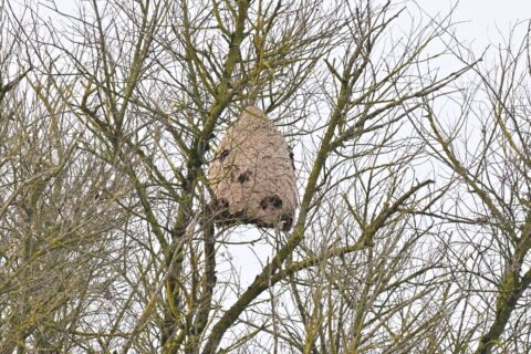Een groot wespennest hangt in een bladerloze boom met kale takken.