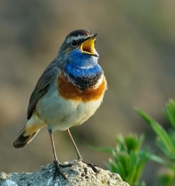 Een blauwborst zingt op een steen met onscherpe groene achtergrond.