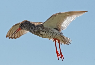 Vliegende vogel met gestreepte borst en rode poten, tegen een blauwe hemel.