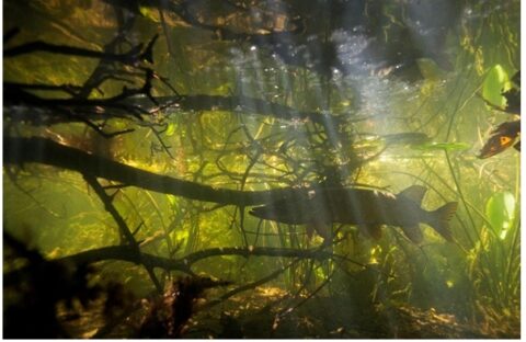 Onderwaterbeeld met vis, omringd door takken en groene planten met zonlicht dat het water binnendringt.