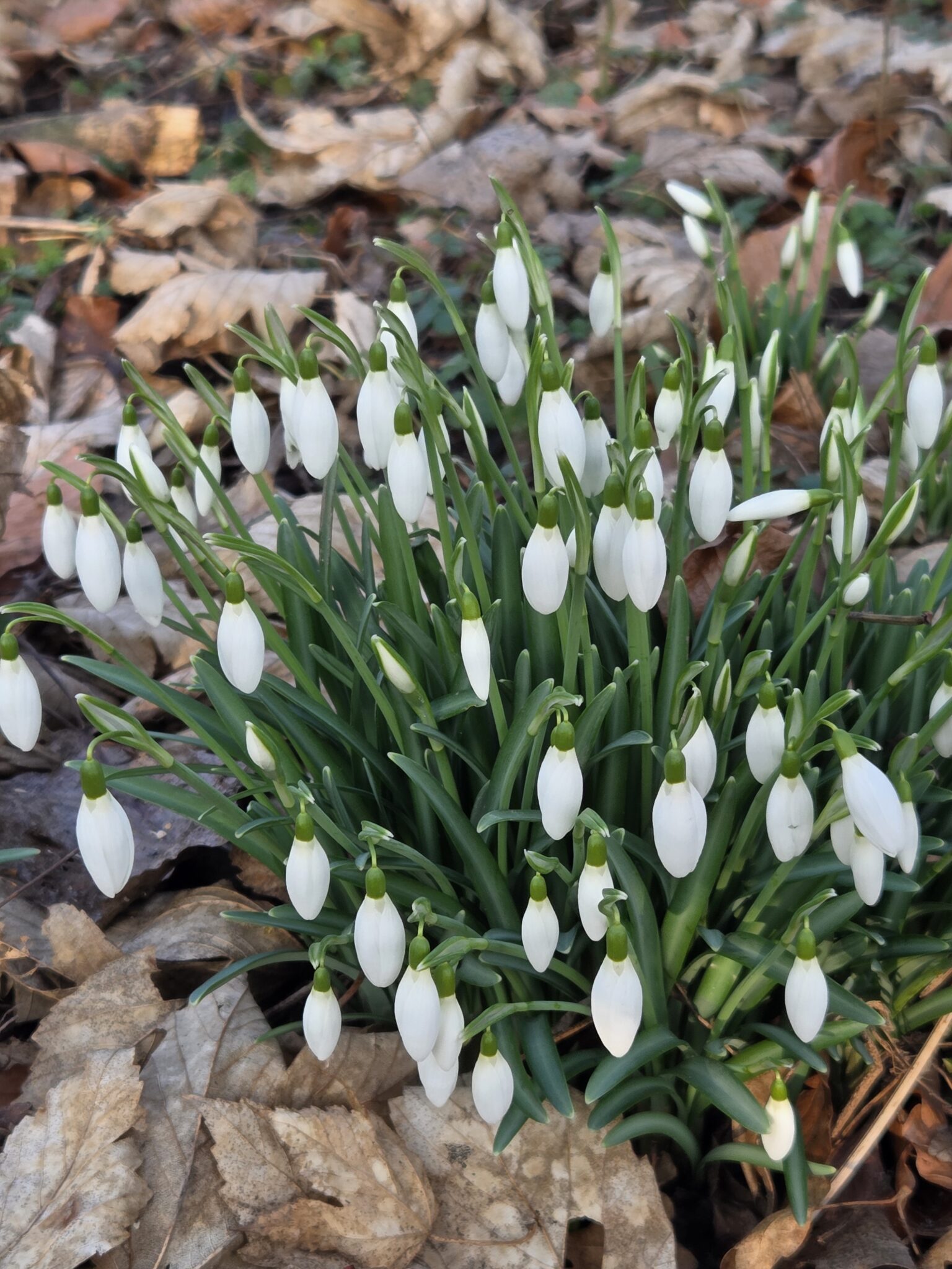Sneeuwklokjes in bloei tussen dorre bladeren op de grond.