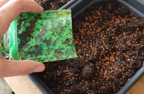 Hand houdt een zakje tuinkers zaadjes boven pot met aarde en verspreide zaadjes.