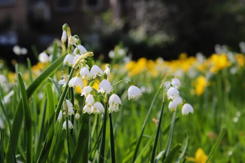 Witte lentebloemen en gele narcissen bloeien in een zonnige grasveld.