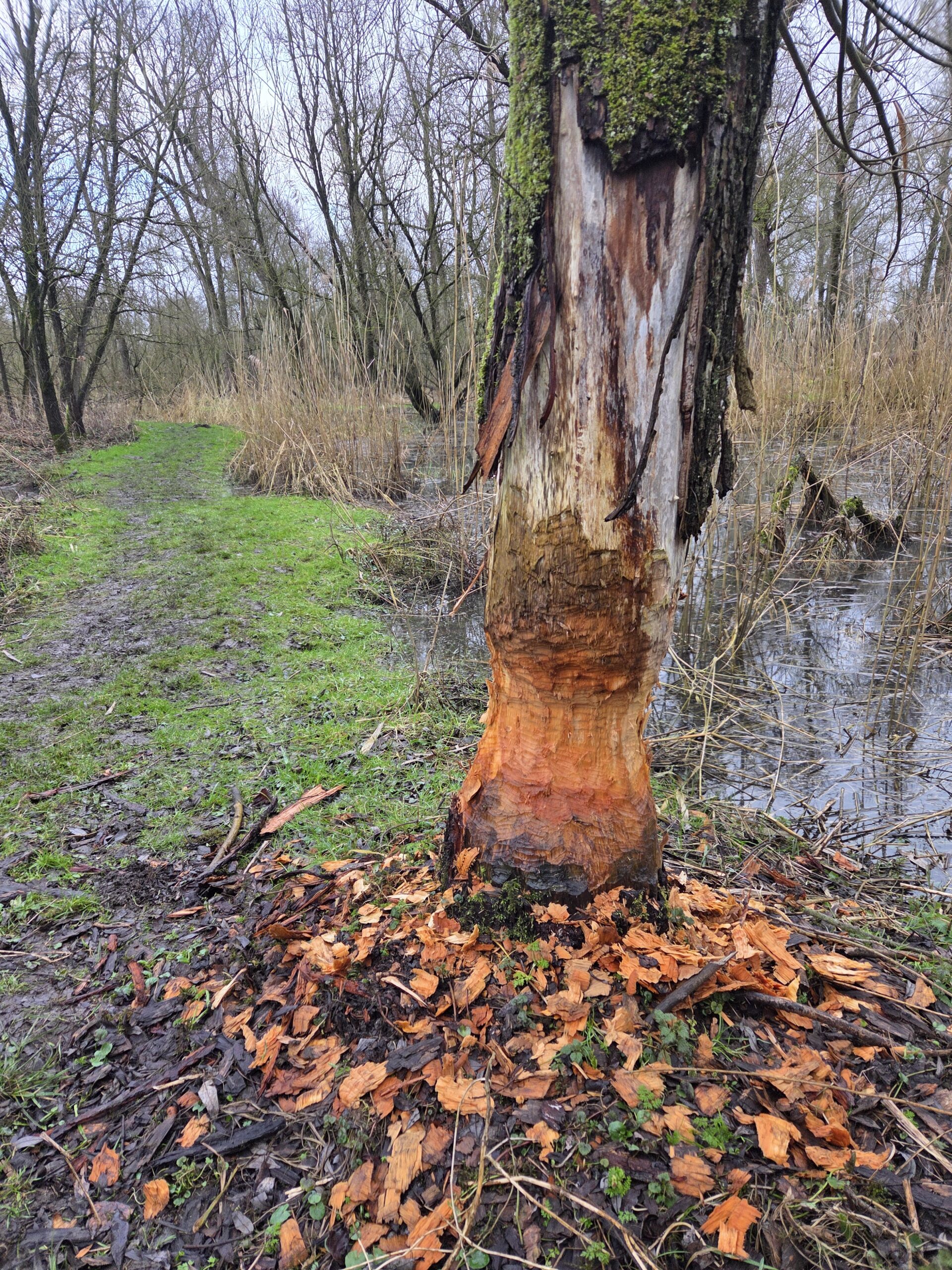 Boom geknaagd door bever, omgeven door bos en modderig pad.