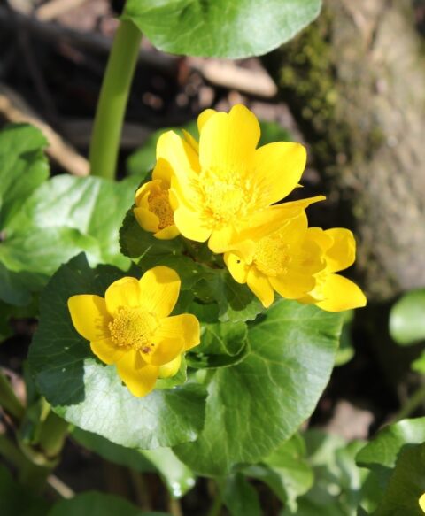 Heldere gele bloemen met glanzende groene bladeren, gefotografeerd in zonlicht.