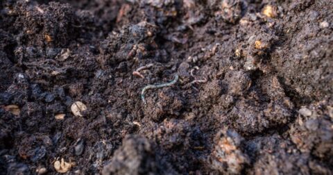Close-up van donkere compost met kleine wormen en organisch materiaal.
